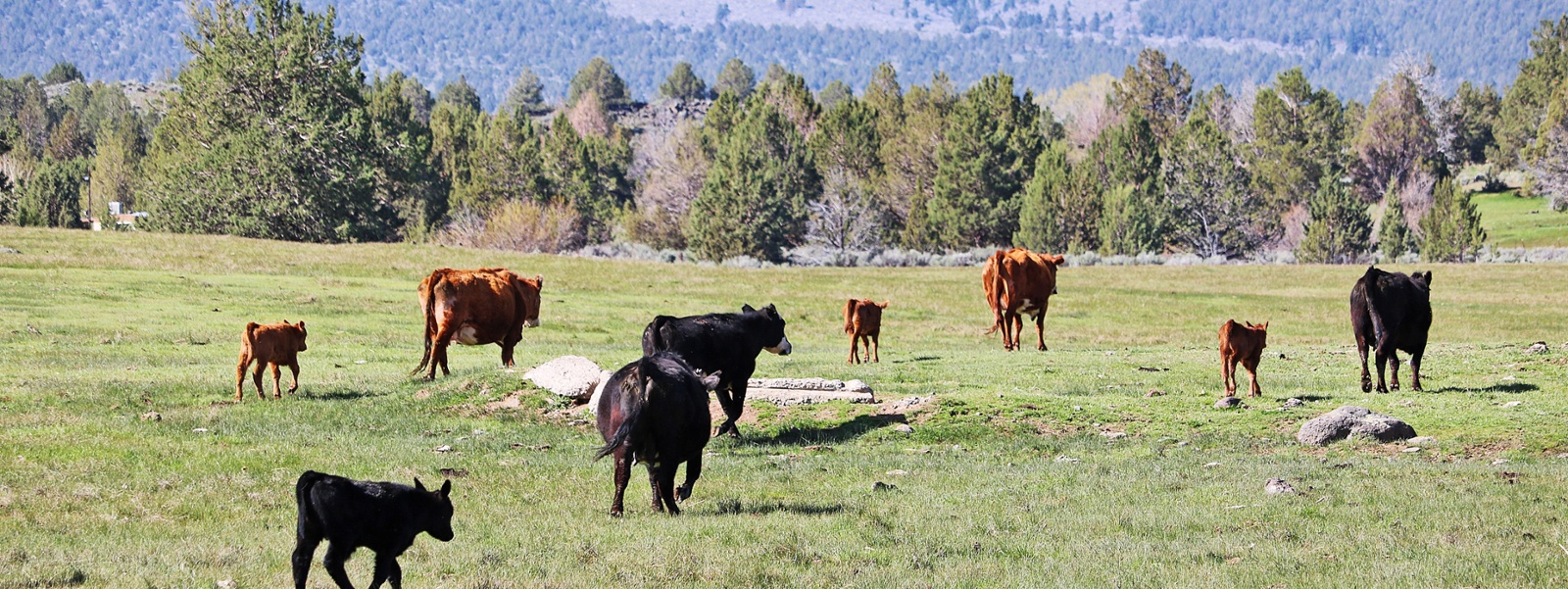 Farm groups: BLM proposal could limit public land uses