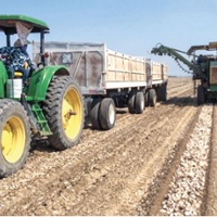 Garlic farmers cautiously optimistic after a wet year
