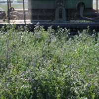 Tariff impacts weigh on hay exports, dim market outlook