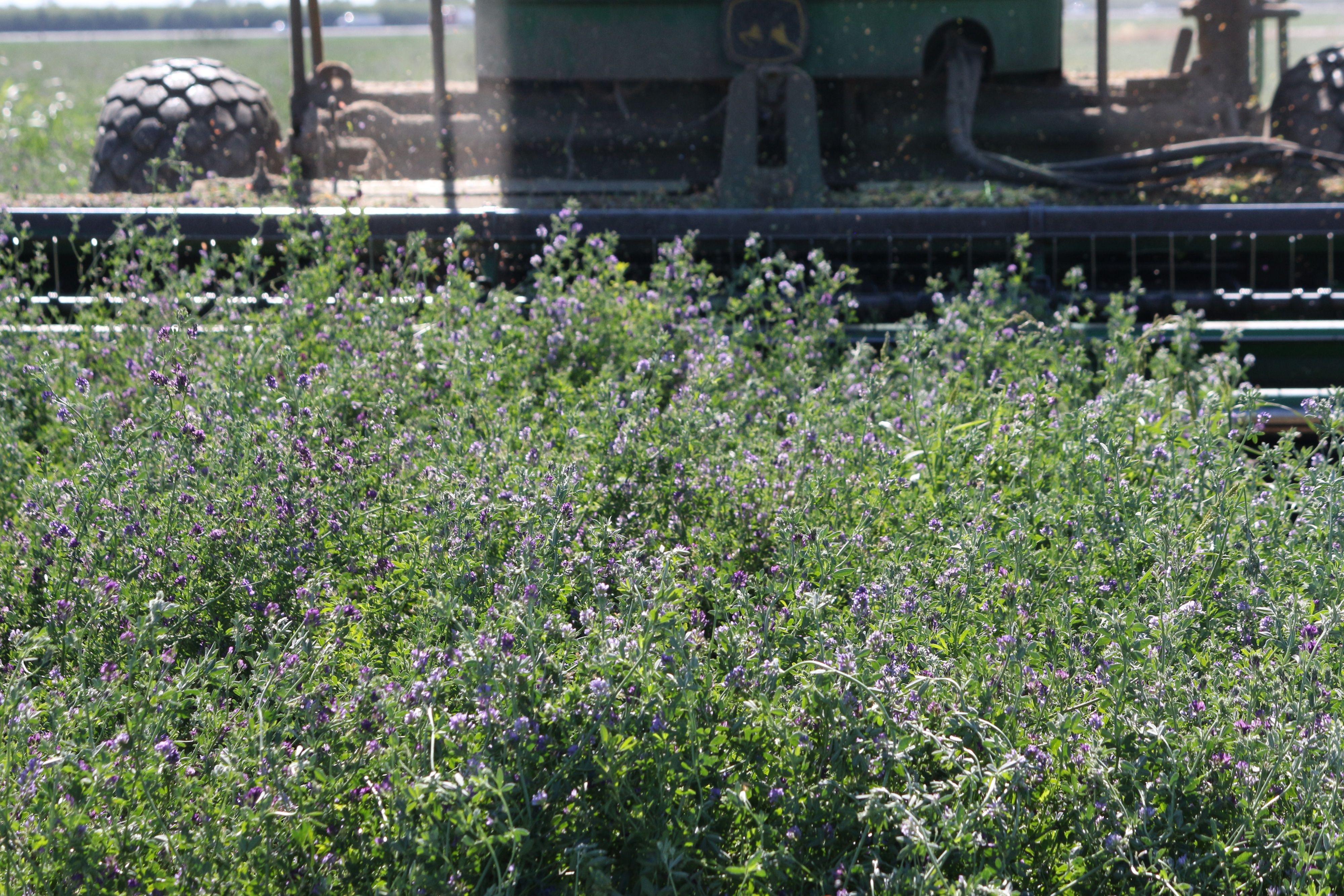 Tariff impacts weigh on hay exports, dim market outlook
