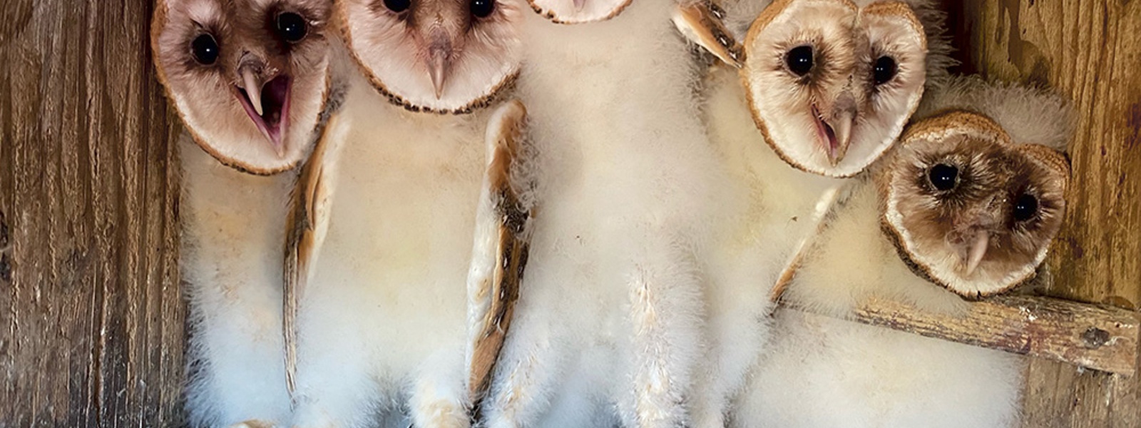 Owl study assesses rat management in nut orchards&nbsp;
