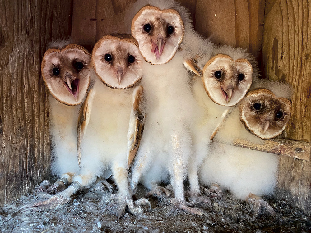 Owl study assesses rat management in nut orchards