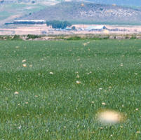 Grasshoppers wreak havoc, destroy crops in North State