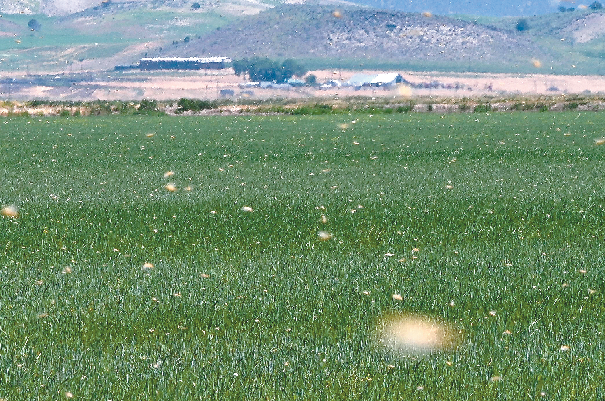 Grasshoppers wreak havoc, destroy crops in North State