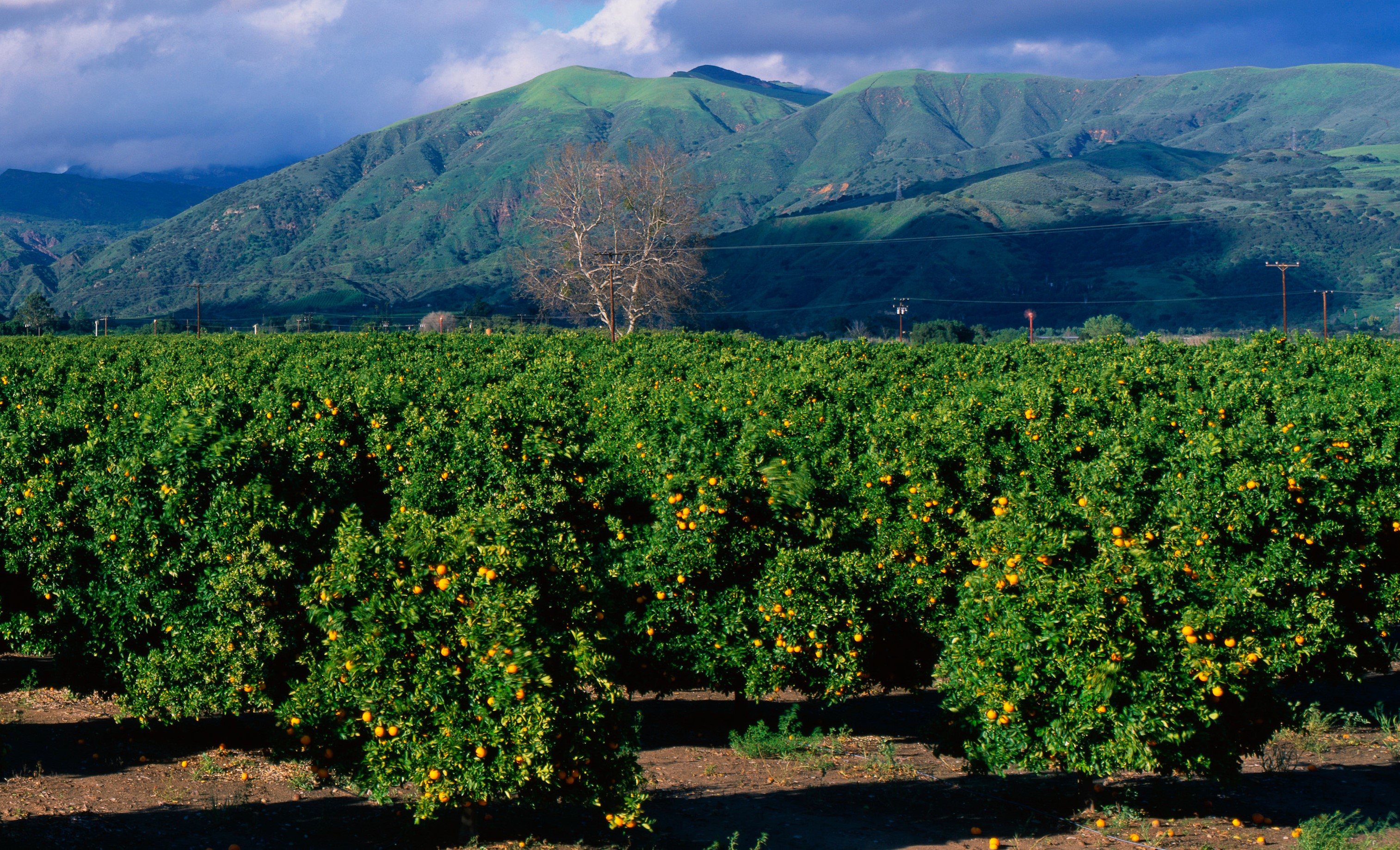 Commentary: Crop insurance critical for risky business of farming