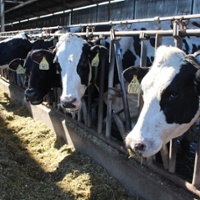 Farmers need plan to keep employees safe from avian flu