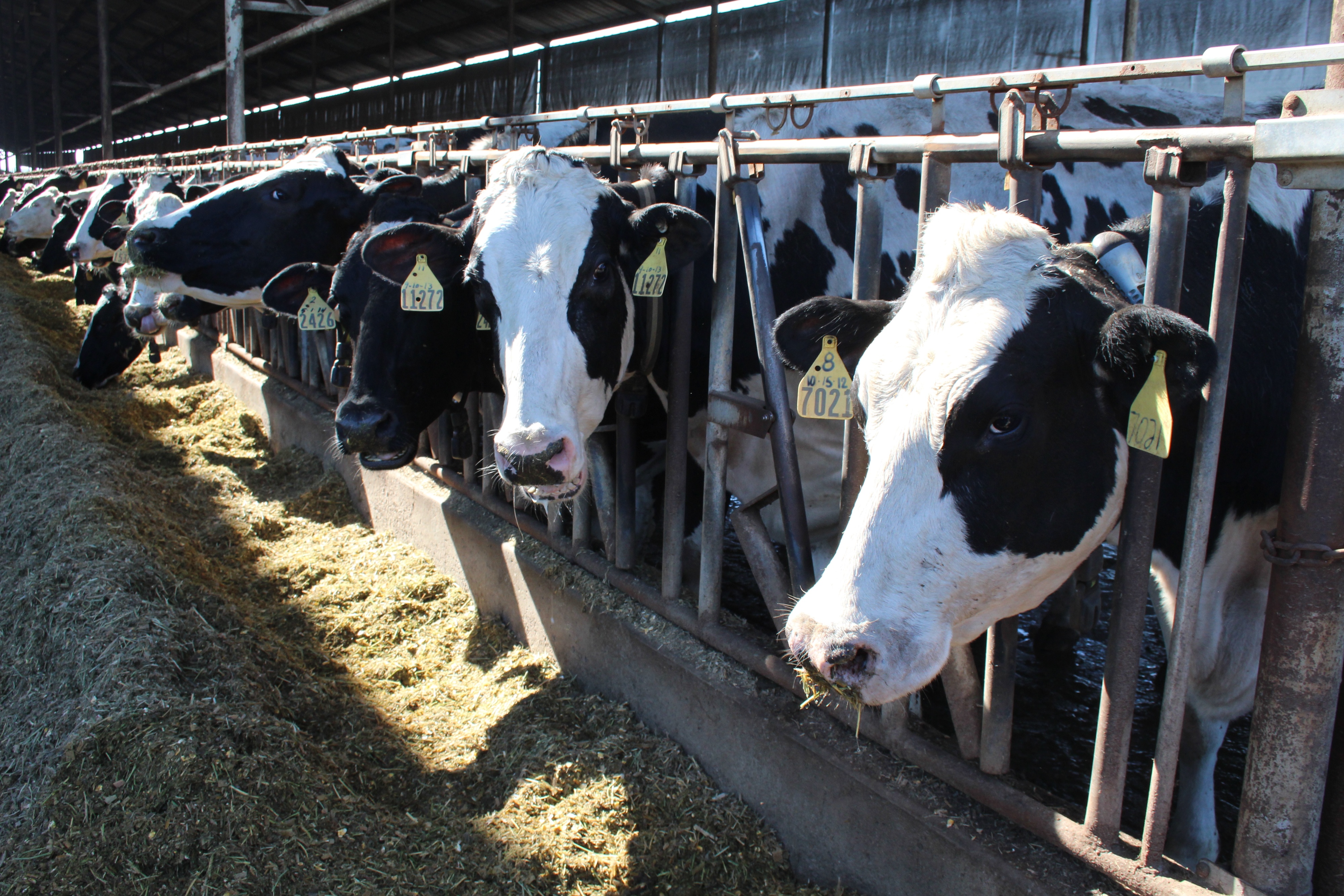 Farmers need plan to keep employees safe from avian flu