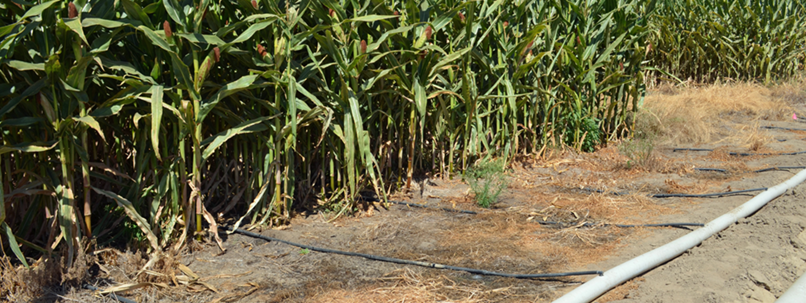 Climate-smart practices help dairies, nourish crops