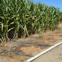 Climate-smart practices help dairies, nourish crops