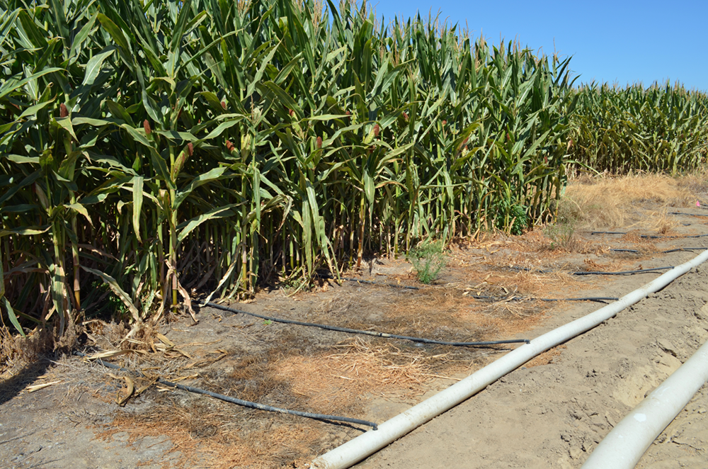 Climate-smart practices help dairies, nourish crops