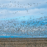 Waterfowl flock again to valley rice fields