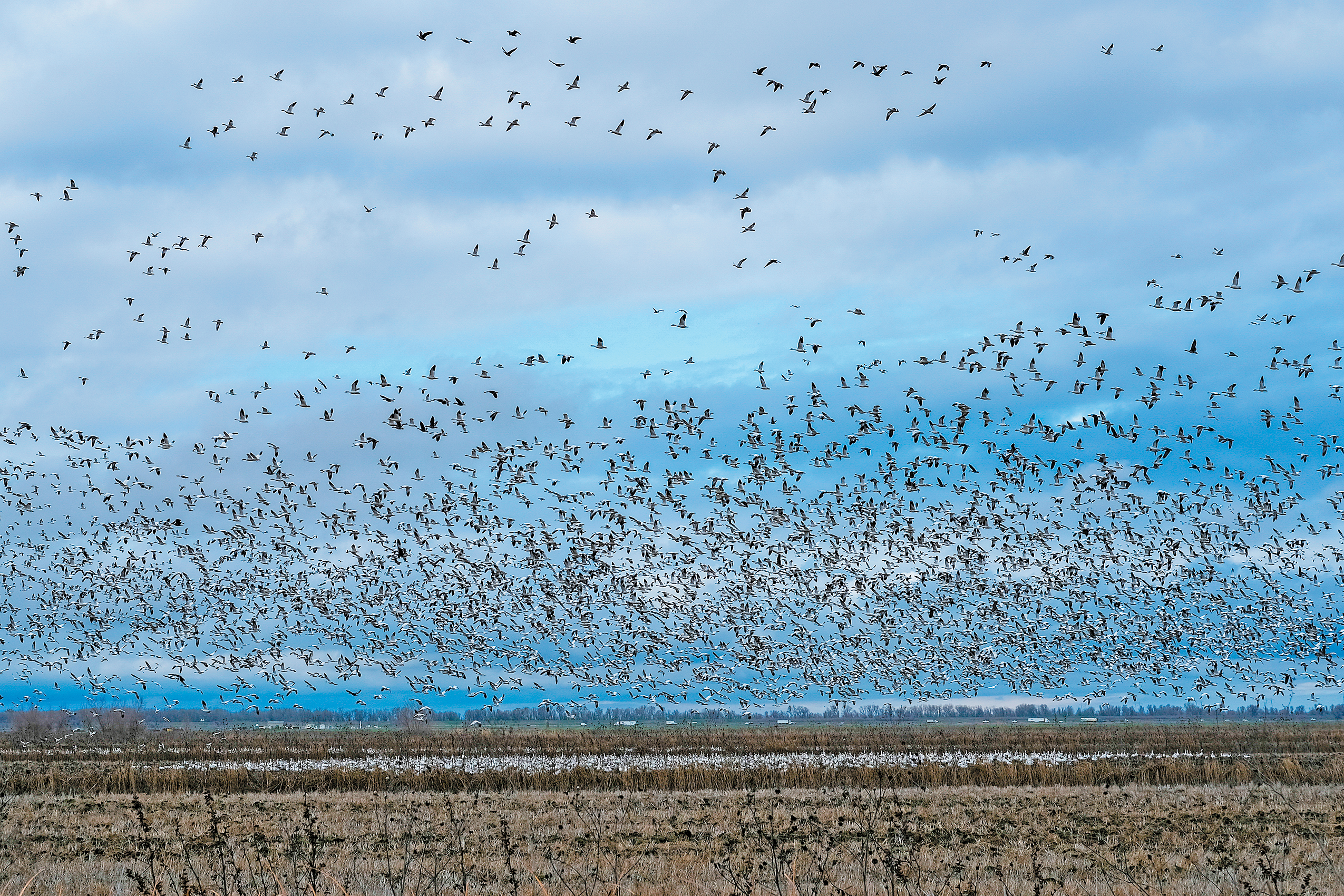 Waterfowl flock again to valley rice fields