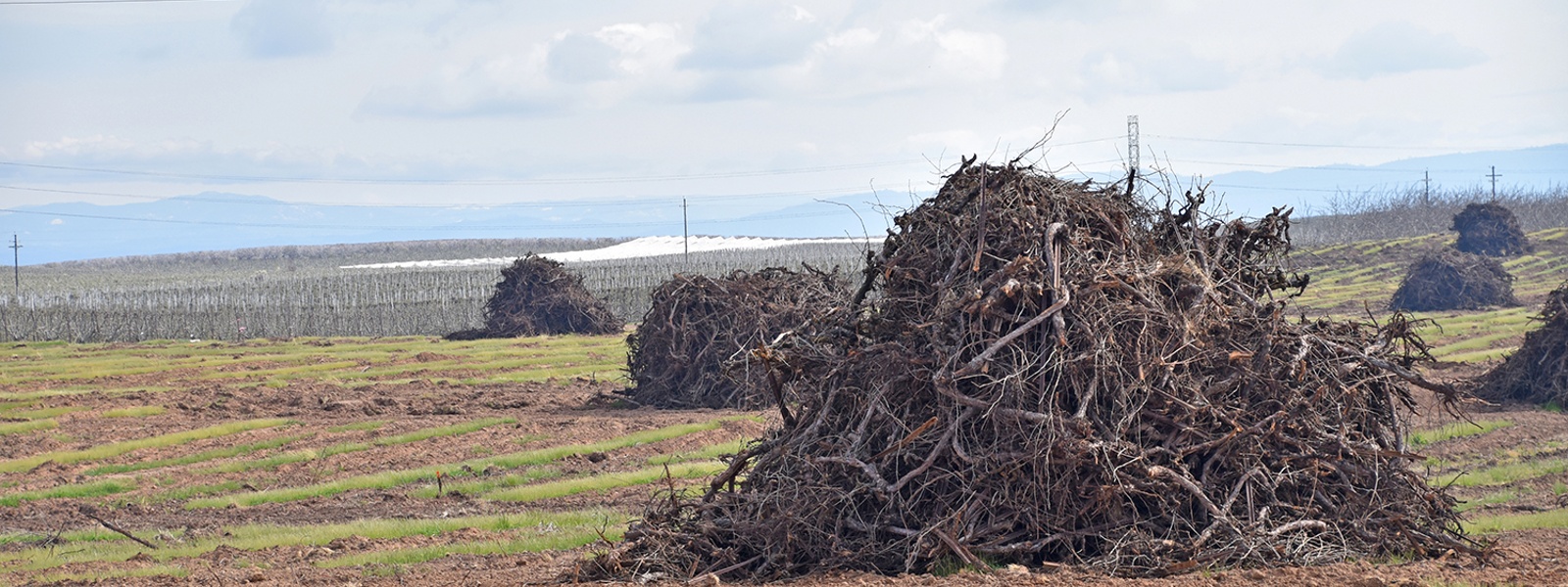 Low prices, other woes put squeeze on farm economy
