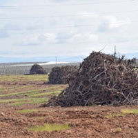 Low prices, other woes put squeeze on farm economy