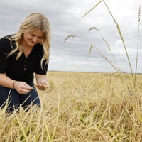 Sake brewers look to the Sacramento Valley for rice