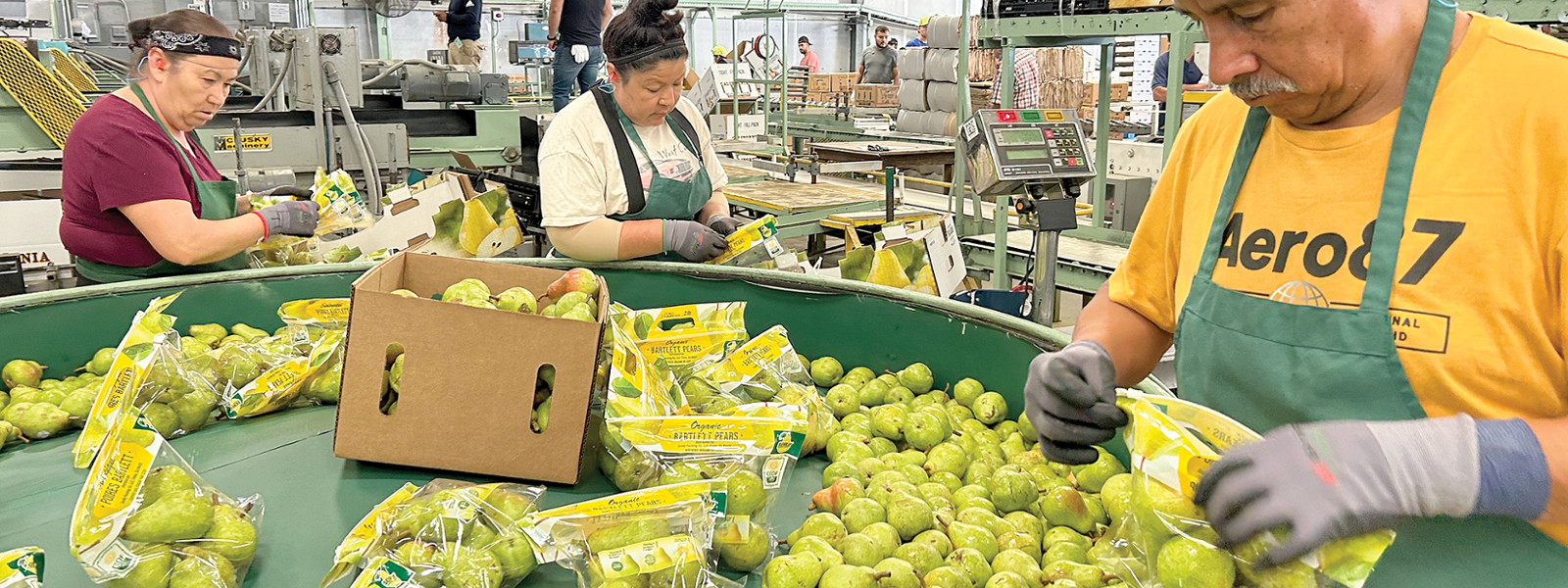 State's pear crop looks good despite delay