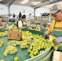 State's pear crop looks good despite delay