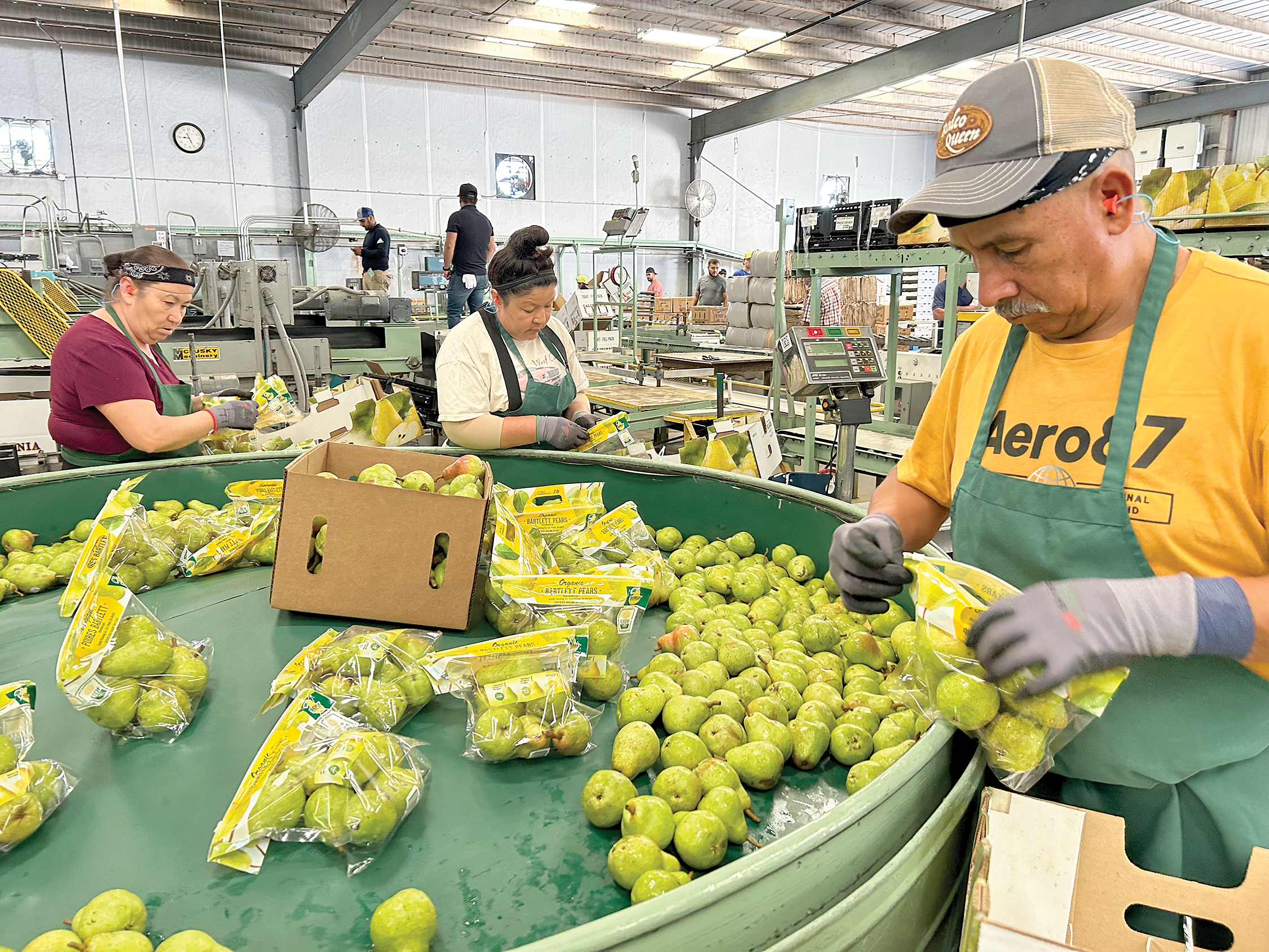 State's pear crop looks good despite delay