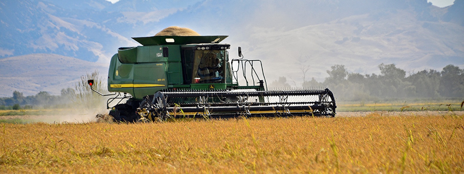 New Calrose rice variety has better milling quality