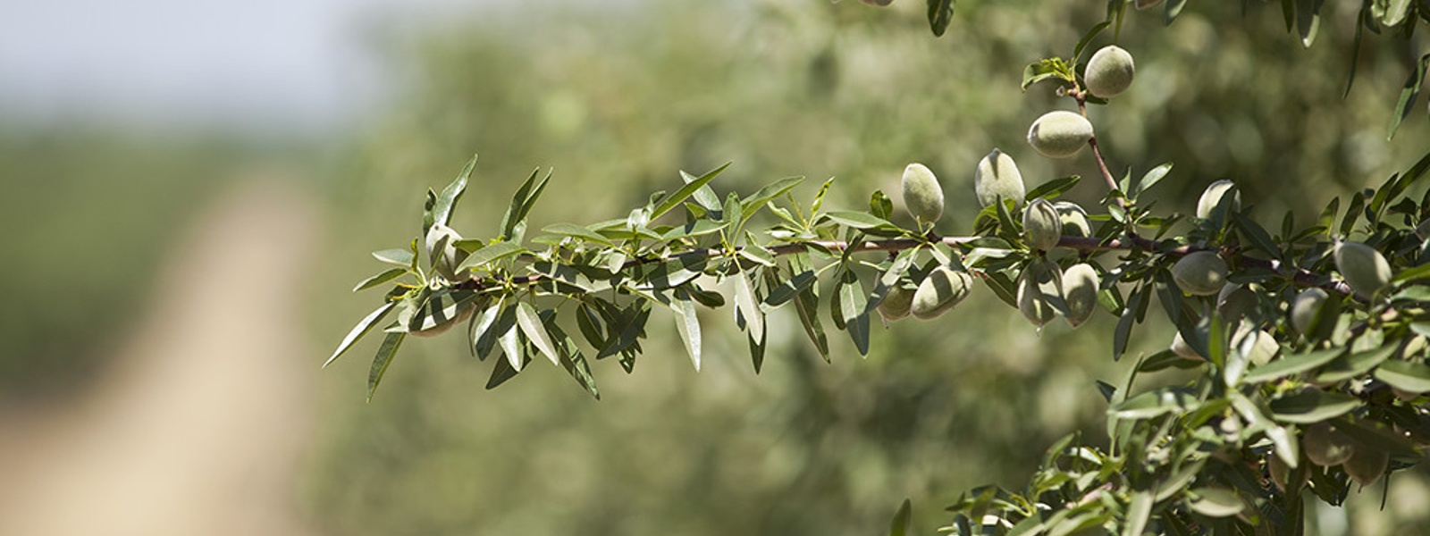 Production forecast shows drop in several state crops