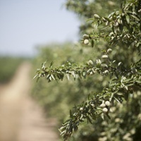 Production forecast shows drop in several state crops
