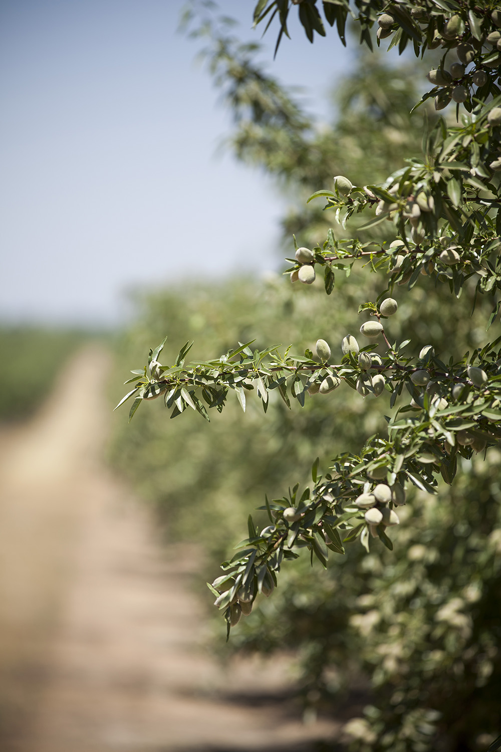 Production forecast shows drop in several state crops
