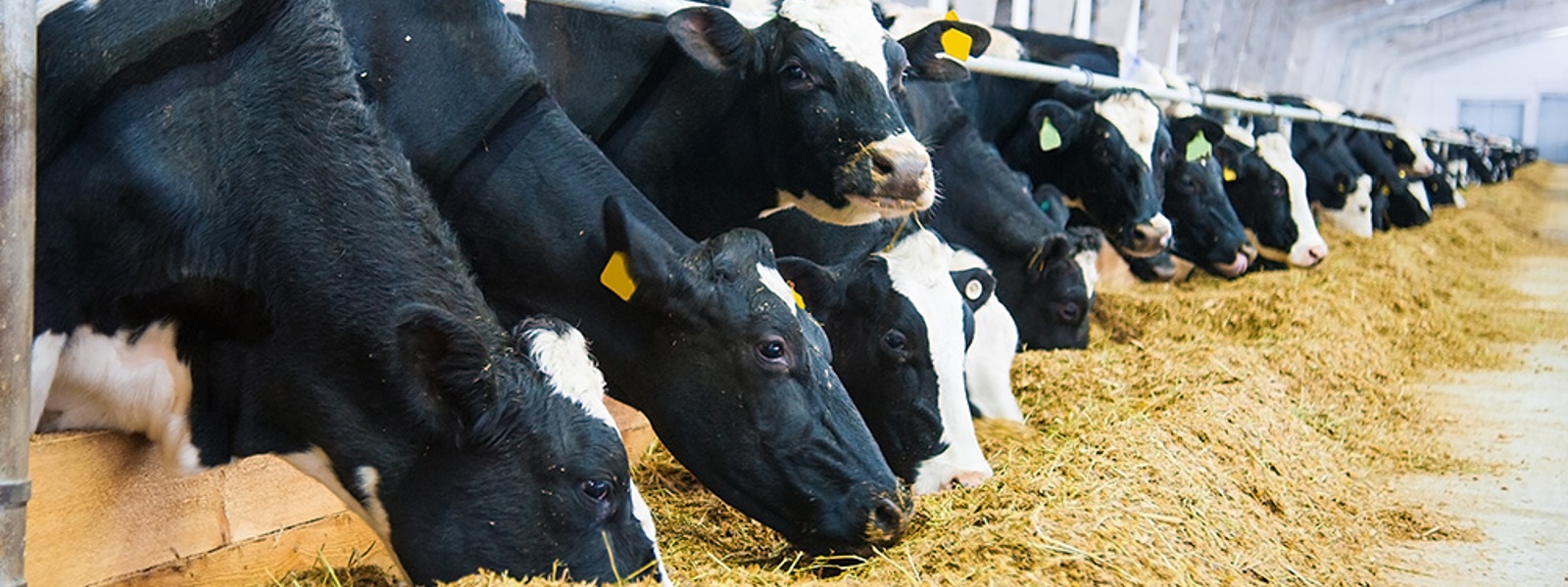 Advocacy in Action: New dairy order, grizzly bear reintroduction, H-2A reform and a Supreme Court victory