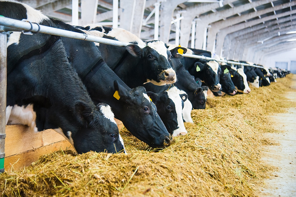 Advocacy in Action: New dairy order, grizzly bear reintroduction, H-2A reform and a Supreme Court victory
