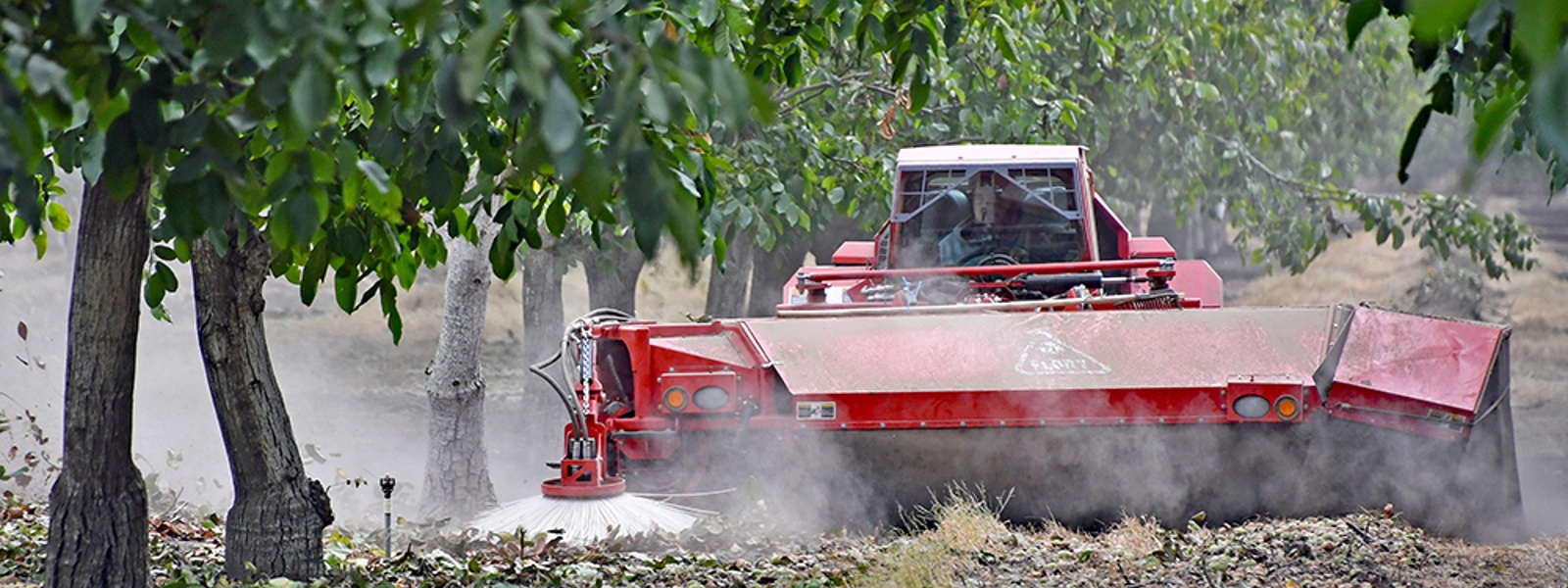 Walnut growers optimistic about markets