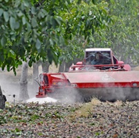 Walnut growers optimistic about markets