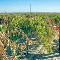 Grape variety is key to family's vine-dried raisin snack