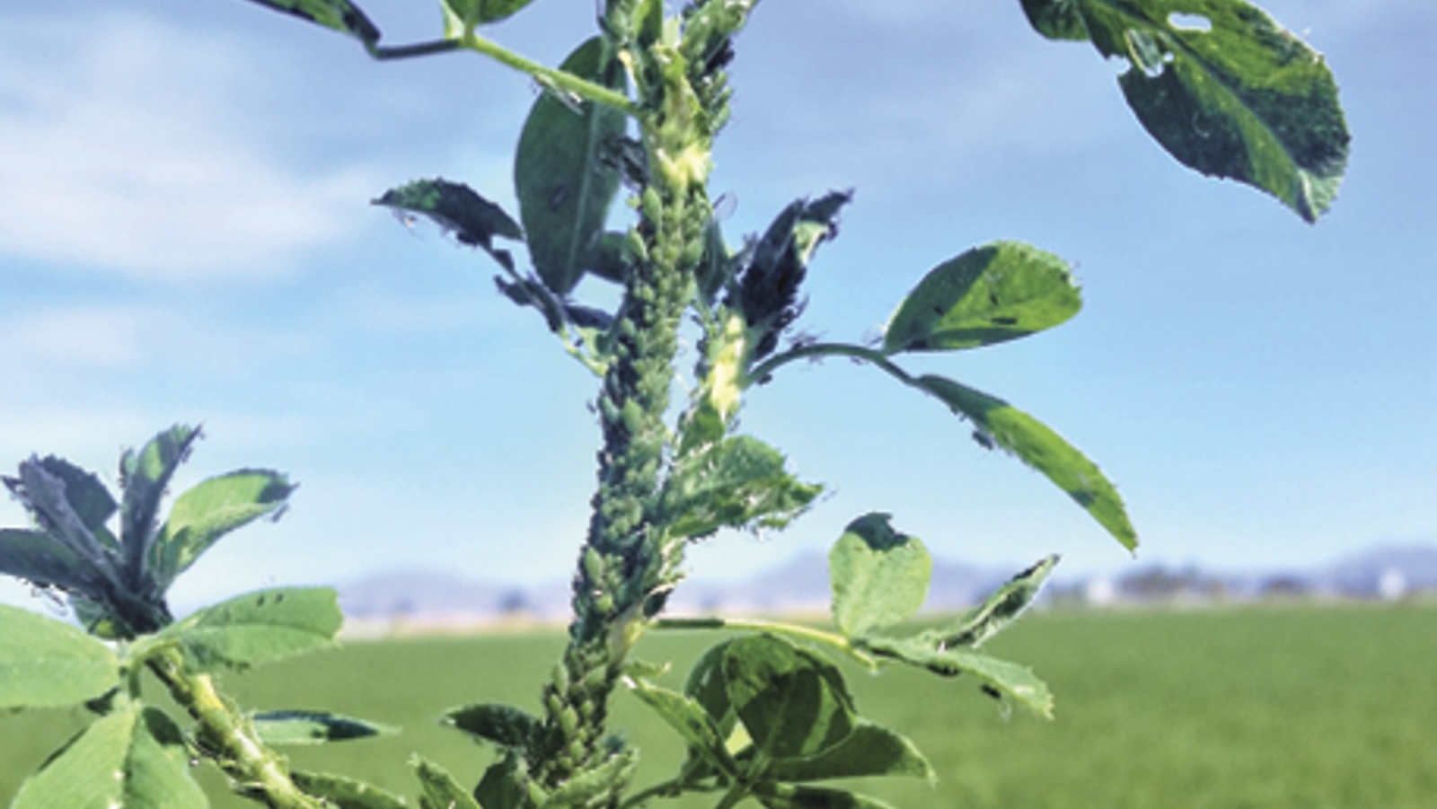 Aphids that attack early challenge alfalfa cultivation