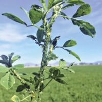 Aphids that attack early challenge alfalfa cultivation