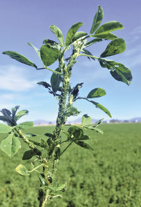 Aphids that attack early challenge alfalfa cultivation
