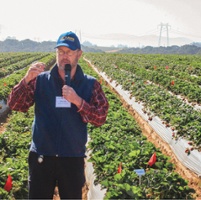 Trials of strawberry varieties show promising yields