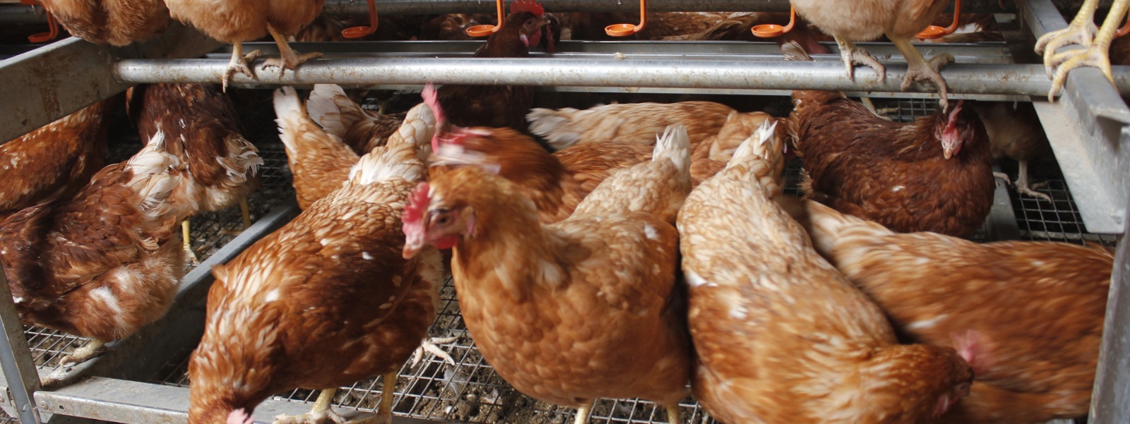 State egg supplies limited by avian flu, cage-free rule