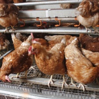 State egg supplies limited by avian flu, cage-free rule