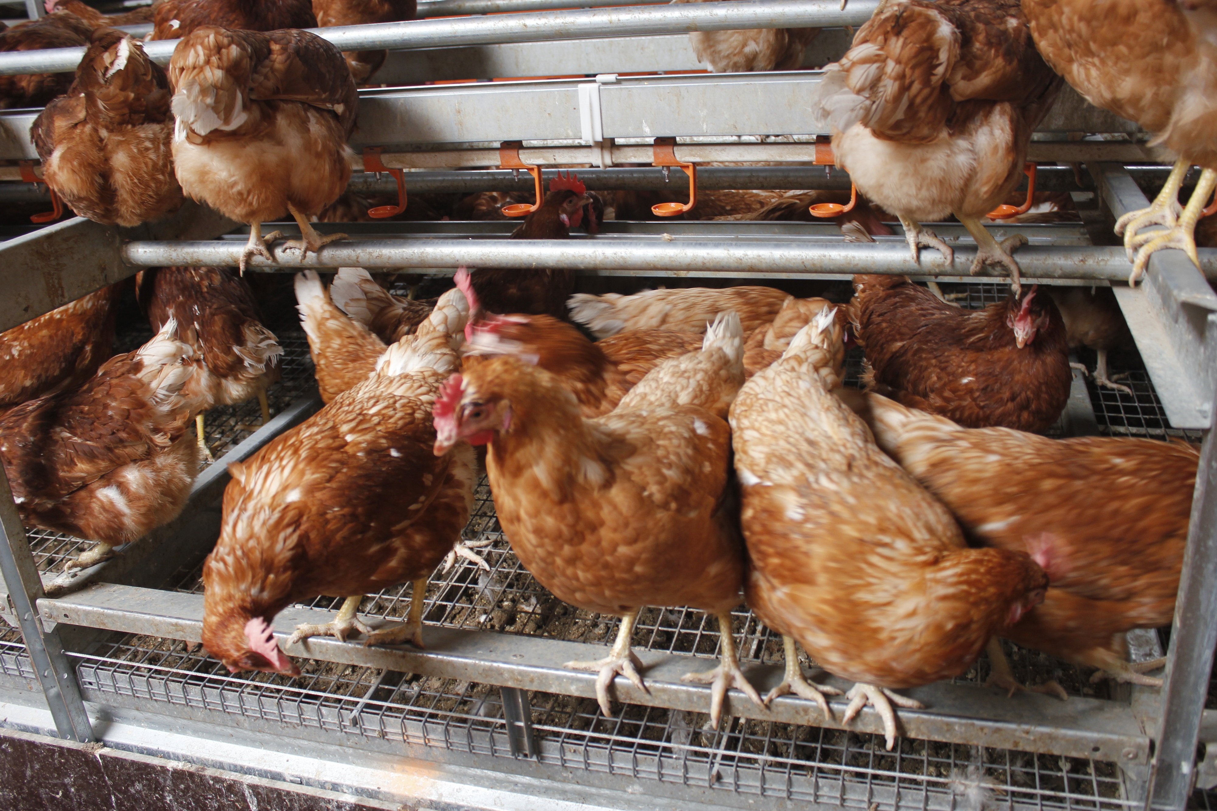 State egg supplies limited by avian flu, cage-free rule