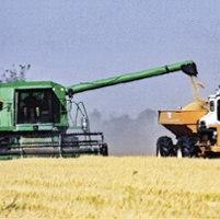 Rice farmers saw more chalk defects with heat wave