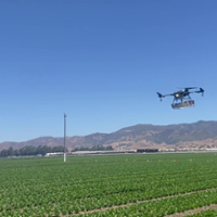 Beneficial bugs from drones help manage pests in lettuce