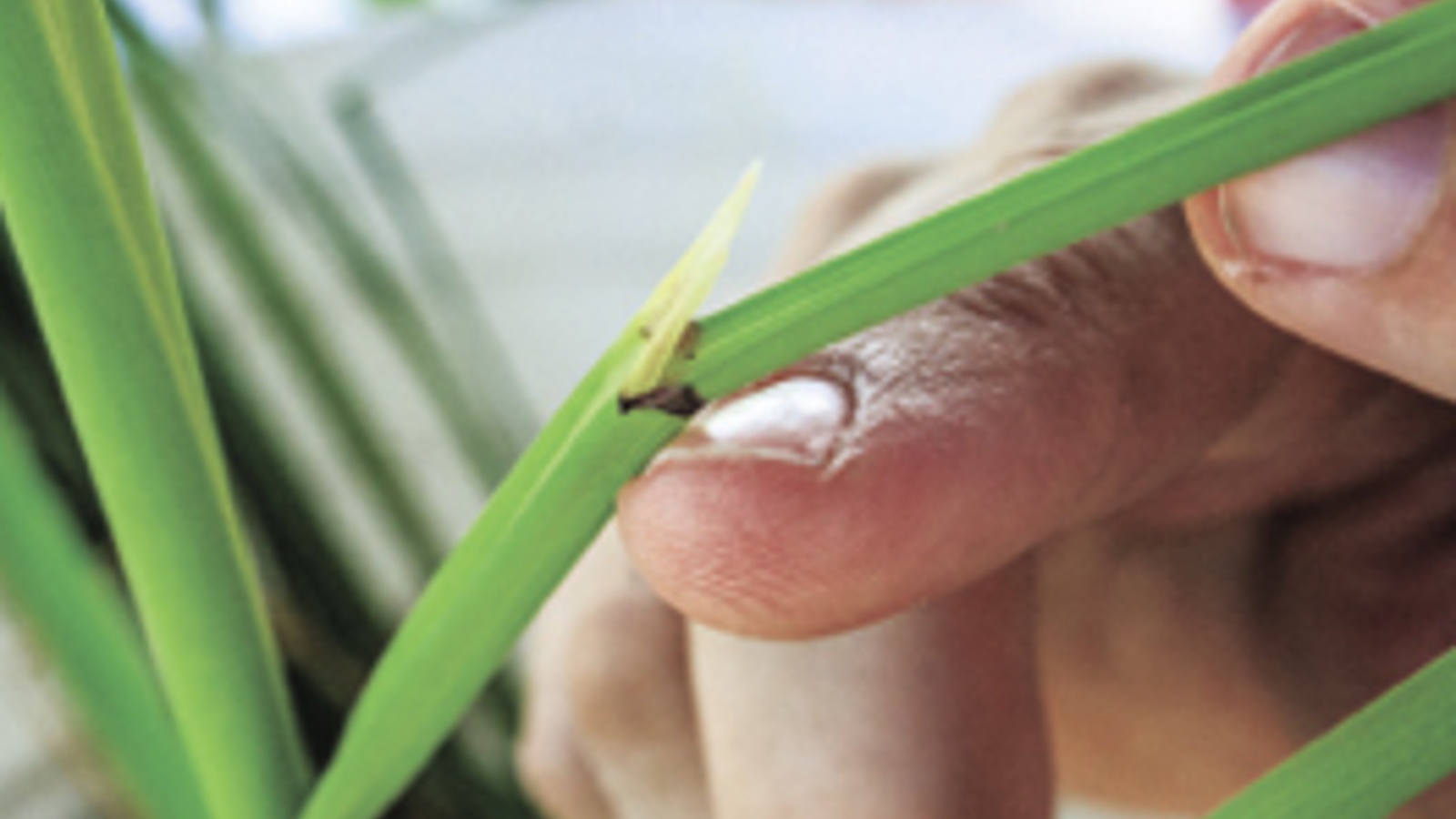 Growers target dangerous pest that looks just like rice