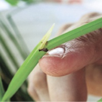 Growers target dangerous pest that looks just like rice