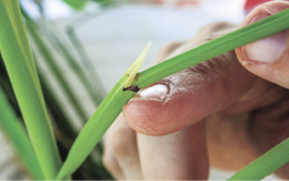 Growers target dangerous pest that looks just like rice
