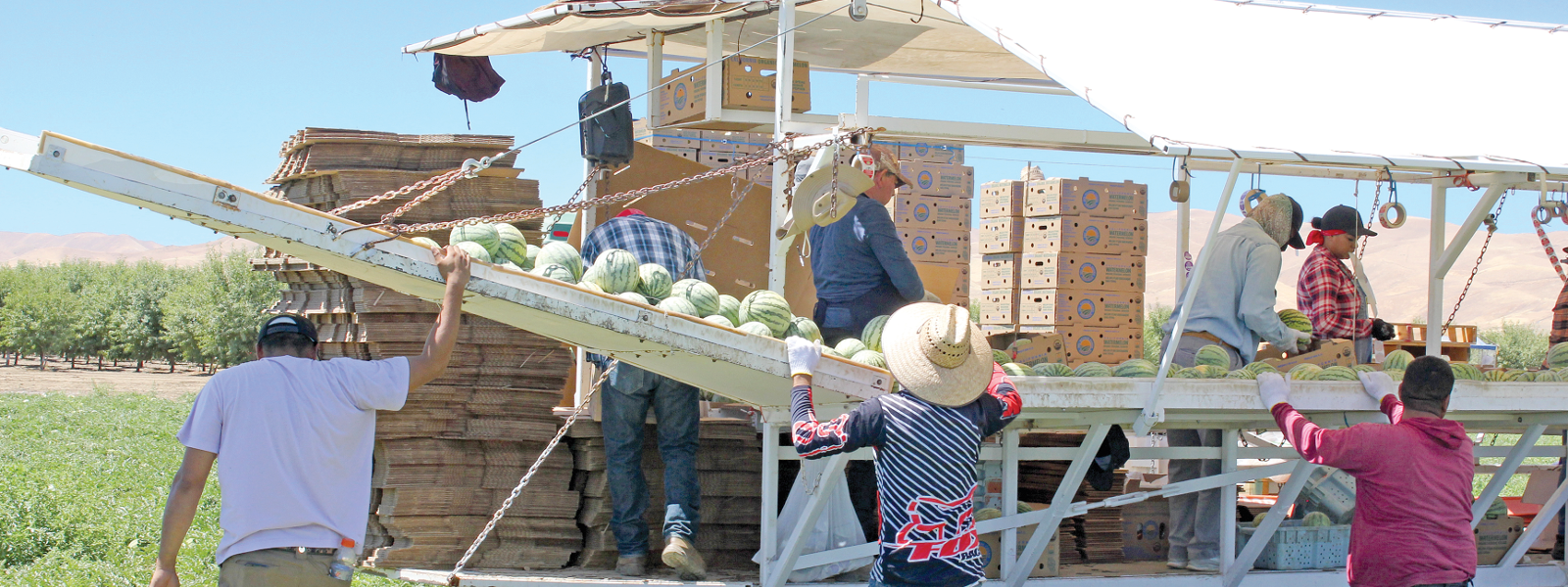 Melon growers hail crop despite its delay