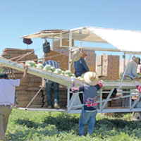 Melon growers hail crop despite its delay