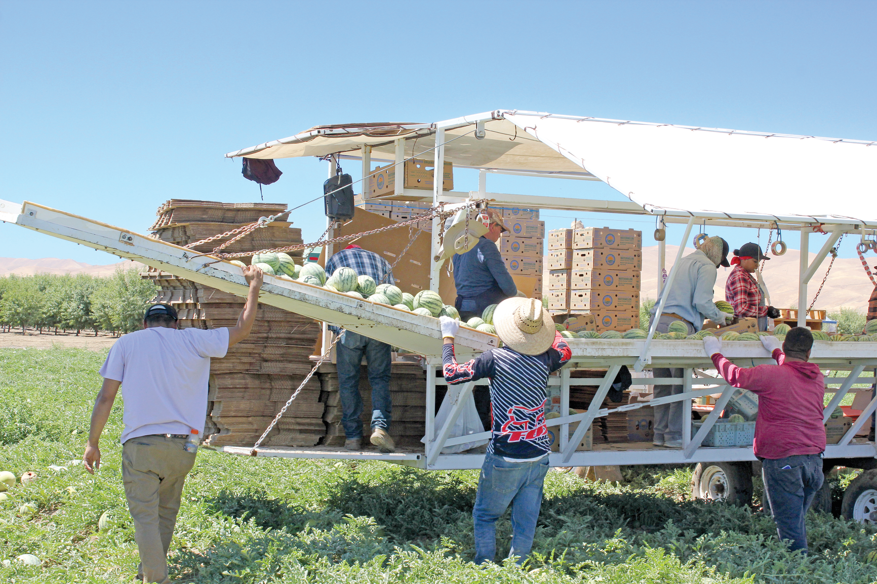 Melon growers hail crop despite its delay