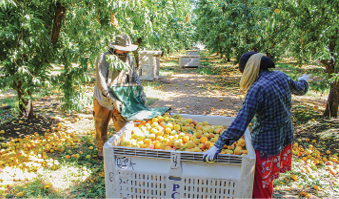 Commentary: Farms rallied in crisis but still need workforce help