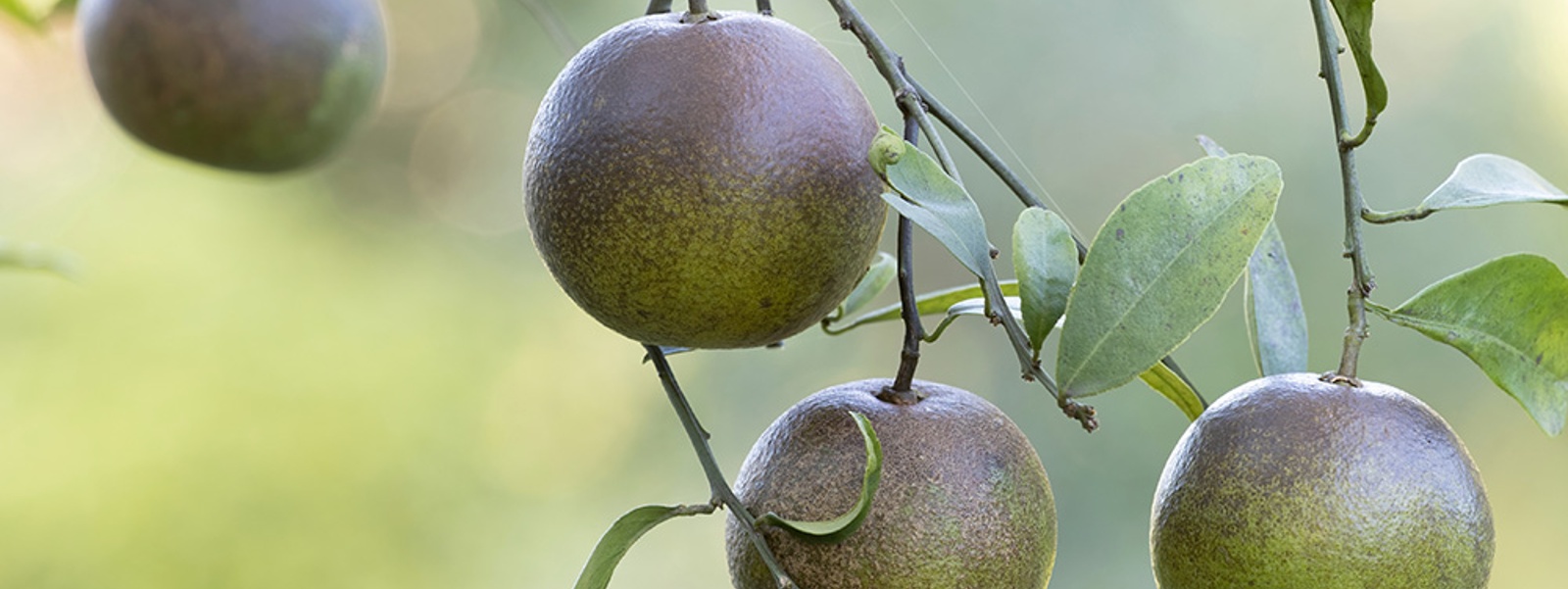 Could coastal citrus mites destroy your crop in weeks?