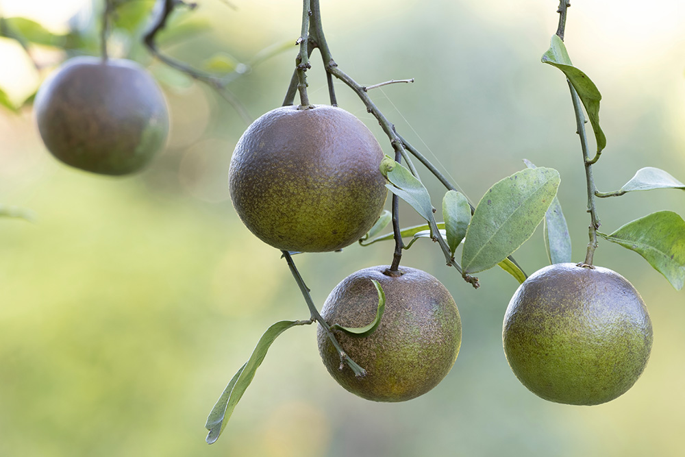 Could coastal citrus mites destroy your crop in weeks?