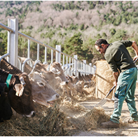 Nationwide News: Market consolidation trend a challenge for small farms